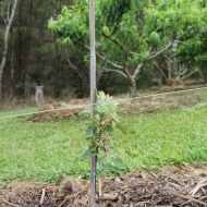 Going to try & espalier apple and pear trees