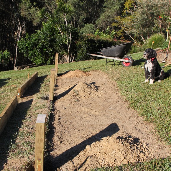 New veggie bed being constructed under Digger's supervision
